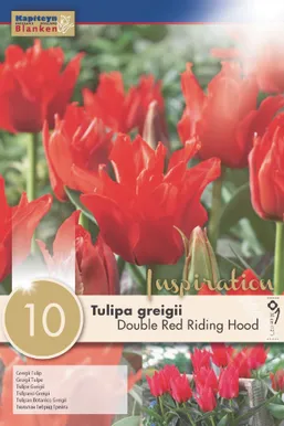 LILLESIBUL KAPITEYN GREIGI TÄIDISÕIELINE TULP "RED RIDING HOOD"