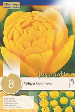LILLESIBUL KAPITEYN TÄIDISÕIELINE TULP "GOLD FEVER"