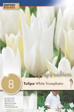 LILLESIBUL KAPITEYN LIILIAÕIELINE TULP "WHITE TRIUMPHATOR"