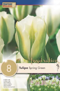 LILLESIBUL KAPITEYN ROHELISEÕIELINE TULP "SPRING GREEN"
