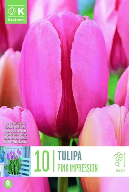 LILLESIBUL KAPITEYN DARWINHÜBRIIDTULP "PINK IMPRESSION"