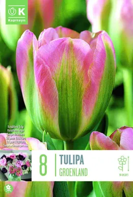 LILLESIBUL KAPITEYN ROHELISEÕIELINE TULP "GROENLAND"