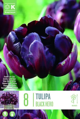 LILLESIBUL KAPITEYN TÄIDISÕIELINE TULP "BLACK HERO"