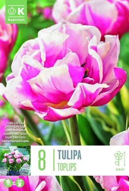 LILLESIBUL KAPITEYN TÄIDISÕIELINE TULP "TOPLIPS"