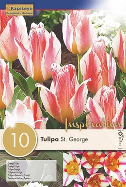 LILLESIBUL KAPITEYN GREIGI TULP "ST GEORGE"
