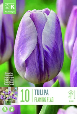 LILLESIBUL KAPITEYN TRIUMFTULP "FLAMING FLAG"