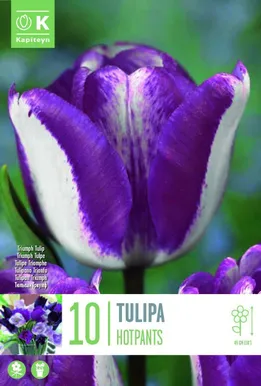 LILLESIBUL KAPITEYN TRIUMFTULP "HOTPANTS"