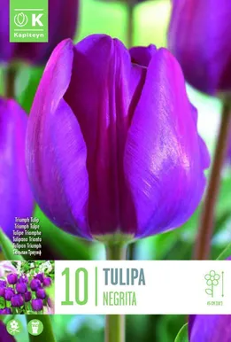 LILLESIBUL KAPITEYN TRIUMFTULP "NEGRITA"