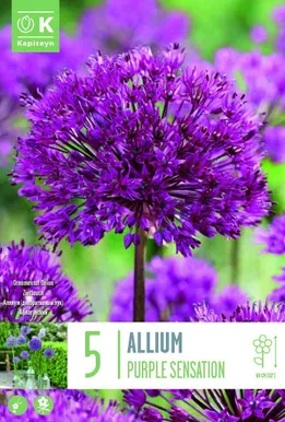LILLESIBUL KAPITEYN AFLATUNI LAUK "PURPLE SENSATION"