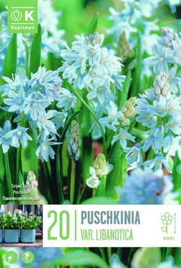 LILLESIBUL KAPITEYN HARILIK PUŠKIINIA "LIBANOTICA"