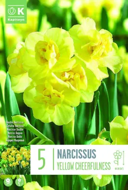 LILLESIBUL KAPITEYN NARTSISS "YELLOW CHEERFULNESS"