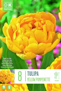 TOPELTÕIELINE TULP KAPITEYN YELLOW POMPONETTE 8TK