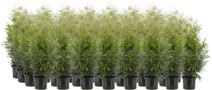 HARILIK ELUPUU "BRABANT" 60-80CM POTT ALUSEL 30 TAIME
