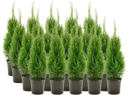 HARILIK ELUPUU "SMARAGD" 60-80CM POTT ALUSEL 20 TAIME