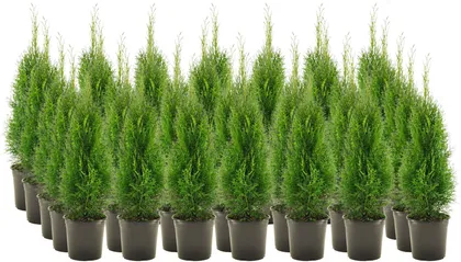 HARILIK ELUPUU "SMARAGD" 60-80CM POTT ALUSEL 40 TAIME