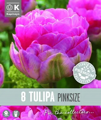 HILINE TÄIDISÕIELINE TULP KAPITEYN PINK SIZE 8TK