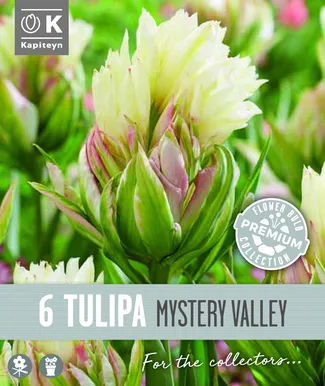 FOSTERITULP KAPITEYN MYSTERY VALLEY 6TK