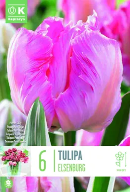 TULP KAPITEYN PARROT ELSENBURG 6TK
