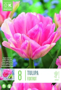 TOPELTÕIELINETULP KAPITEYN FOXTROT 8TK