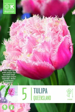 HILINE TÄIDISÕIELINE TULP KAPITEYN QUEENSLAND 5TK