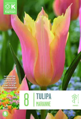 LIILIAÕIELINE TULP KAPITEYN MARIANNE 8TK