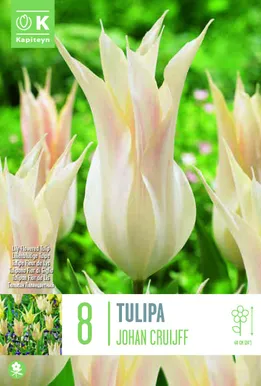 LIILIAÕIELINE TULP KAPITEYN JOHAN CRUIJFF 8TK