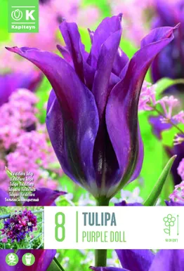 TULP KAPITEYN VIRIDIFLORA PURPLE DOLL 8TK