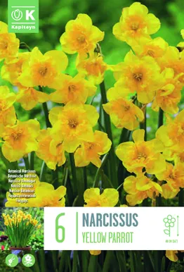 NARTSISS KAPITEYN YELLOW PARROT 6TK