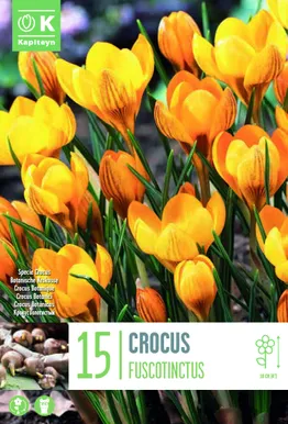 KROOKUS KAPITEYN SPECIE FUSCOTINCTUS 15TK