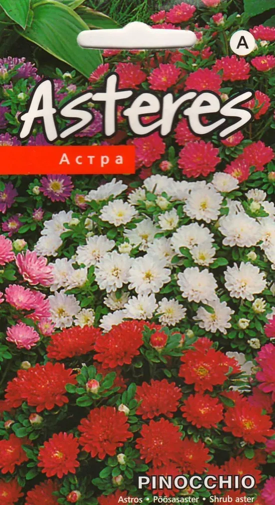 LILLESEEME PÕÕSASASTER 'PINOCHIO' SEGU