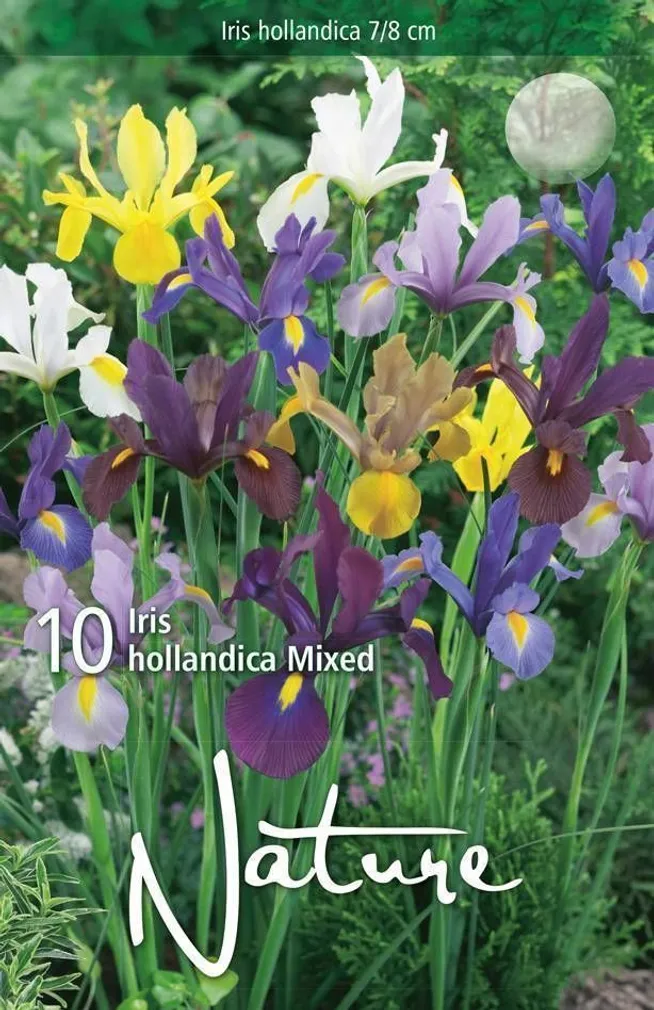 LILLESIBUL IIRIS MIXED 10TK PAKIS