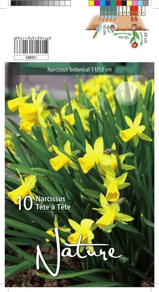 LILLESIBUL NARTSISS TETE A TETE 10TK PAKIS