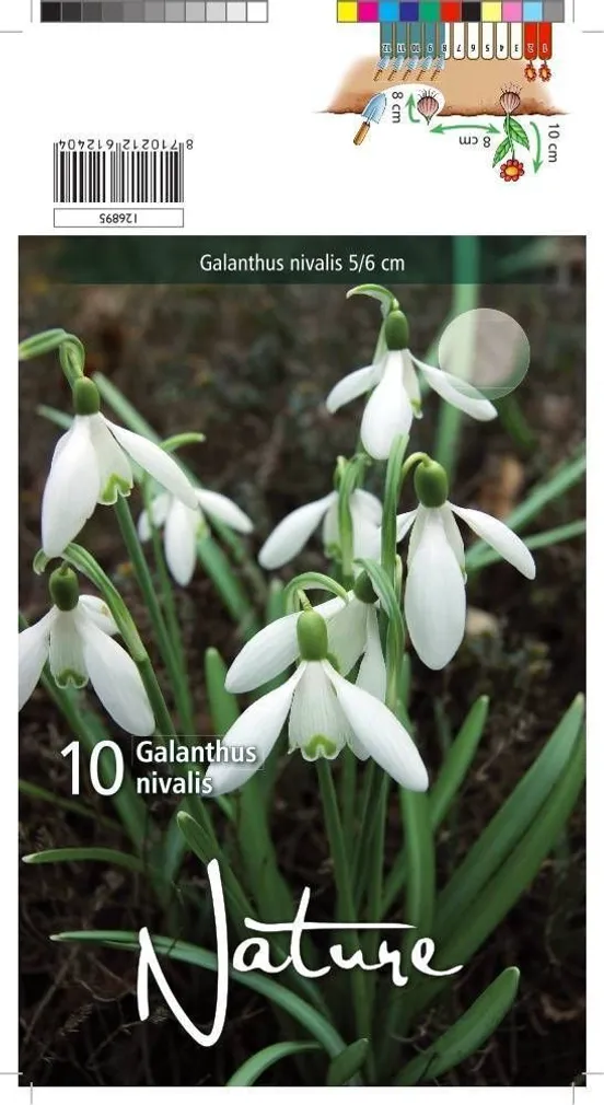 LILLESIBUL HARILIK LUMEKELLUKE 10TK PAKIS