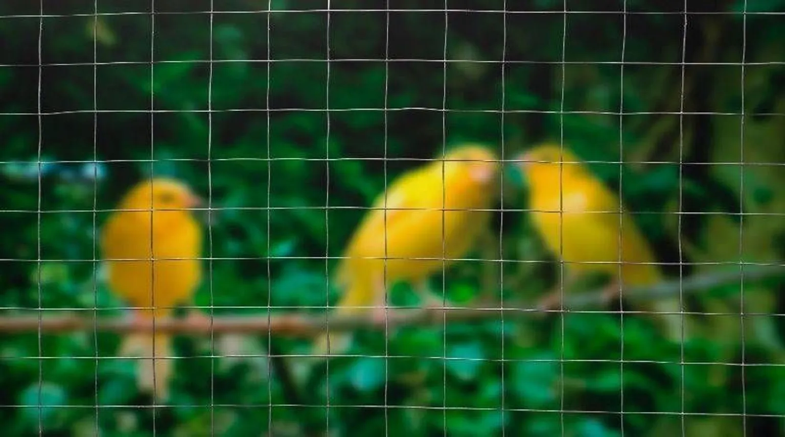 VÕRKAED 2,5X0,5M 13MM