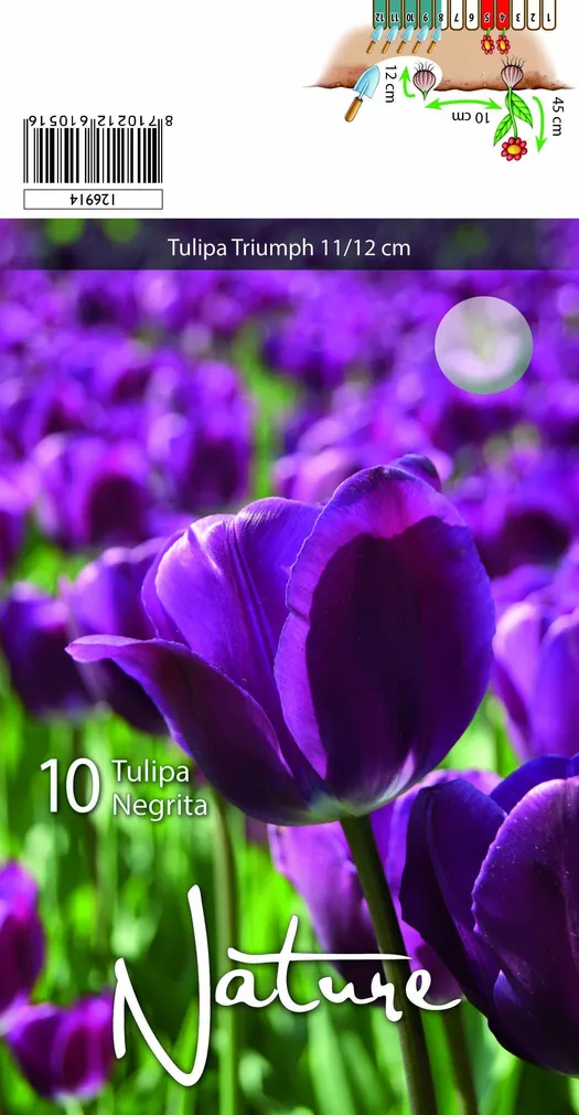 LILLESIBUL TULP TRIUMPH NEGRITA 10TK PAKIS