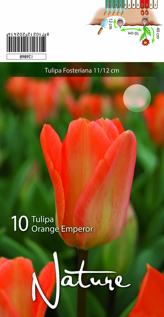 LILLESIBUL TULP ORANGE EMPEROR 10TK PAKIS