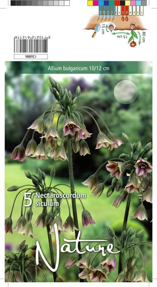 LILLESIBUL ALLIUM 5TK PAKIS