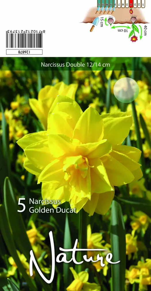 LILLESIBUL NARTSISS GOLDEN DUCAT 5TK PAKIS