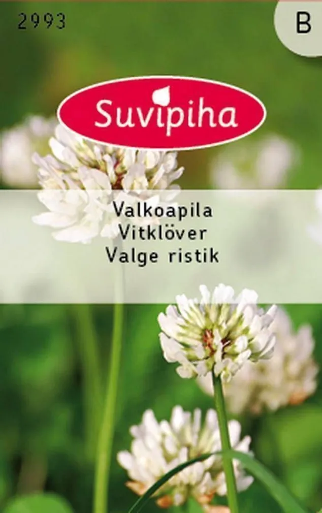 LILLESEEMNED VALGE RISTIK