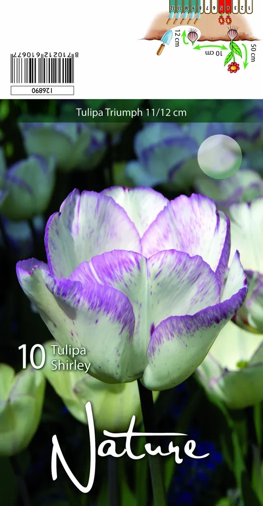 LILLESIBUL TULP TRIUMPH SHIRLEY 10TK PAKIS