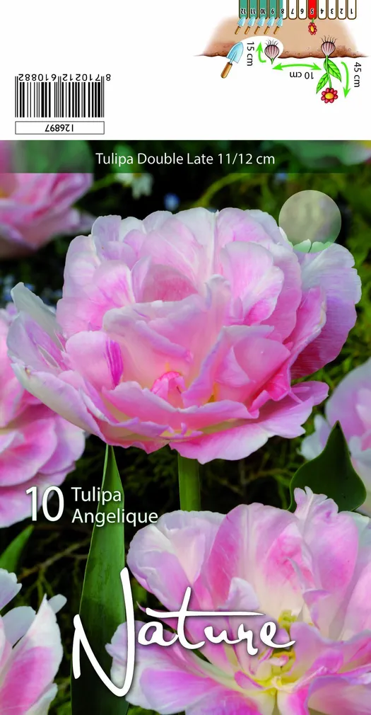 LILLESIBUL TULP DOUBLE LATE ANGELIQUE 10TK PAKIS