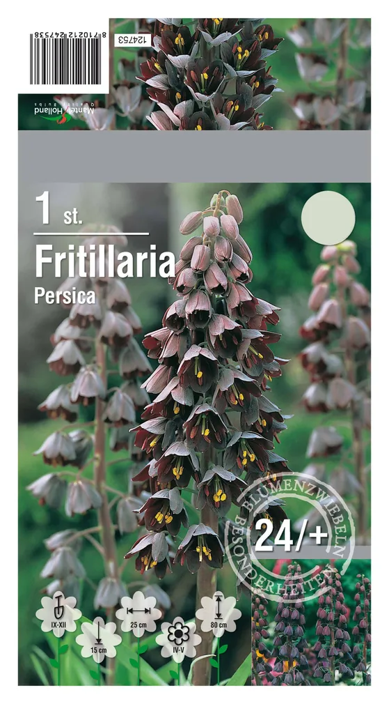 LILLESIBUL PÄRSIA PÜVILILL 1TK PAKIS