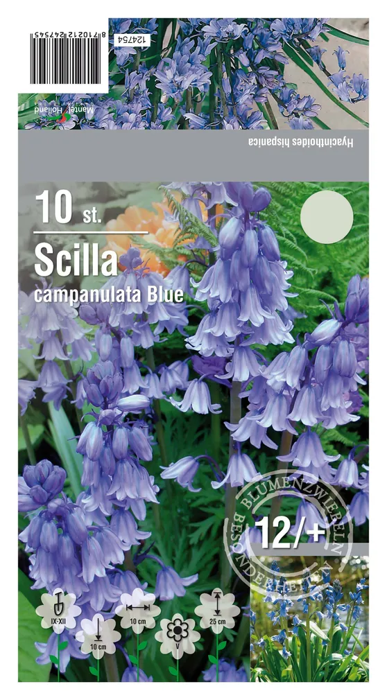 LILLESIBUL SINILIILIA CAMPANULATA BLUE 10TK PAKIS
