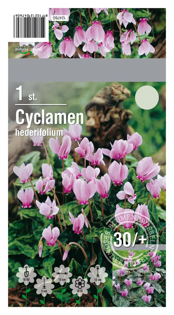 LILLESIBUL ALPIKANN 1TK PAKIS