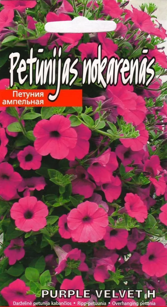 SEEMNED KURZEMES SEKLAS PETUUNIA PURPLE VELVET F1 15 S