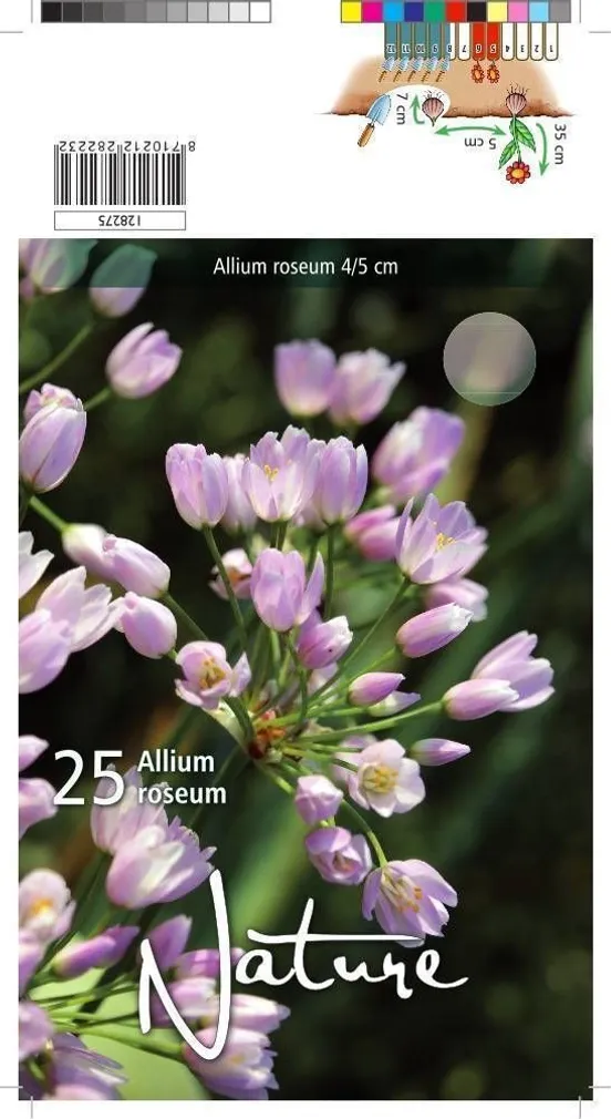 LILLESIBUL LAUK ROSEUM 25TK PAKIS