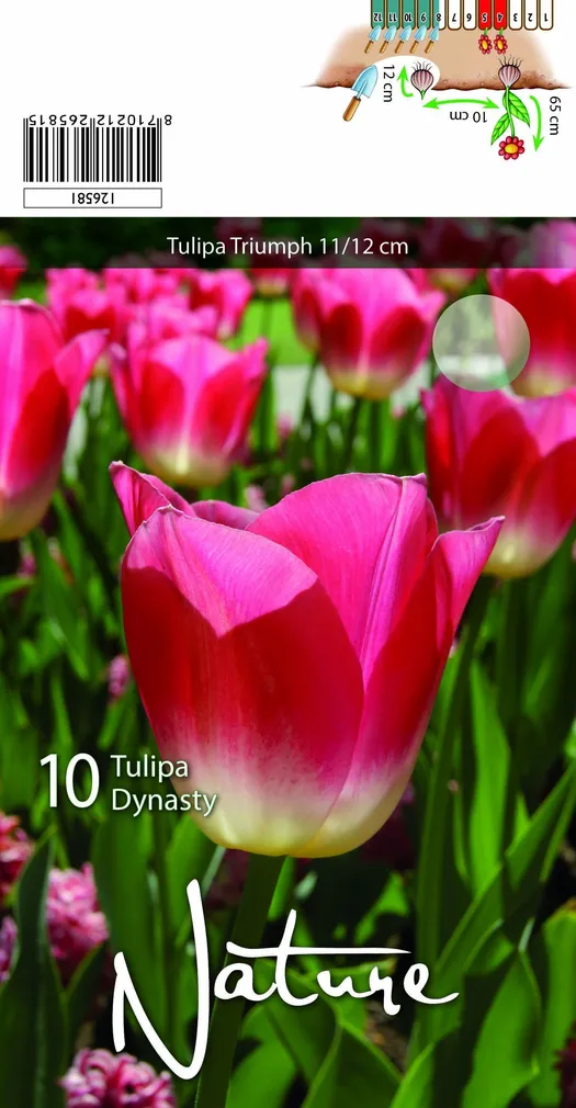 LILLESIBUL TULP TRIUMPH DYNASTY 10TK PAKIS