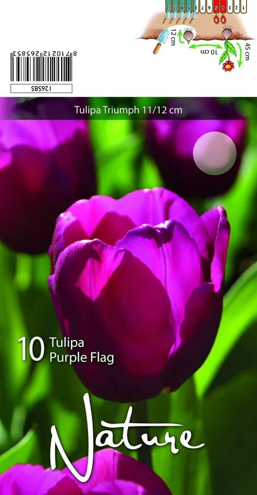 LILLESIBUL TULP TRIUMPH PURPLE FLAG 10TK PAKIS