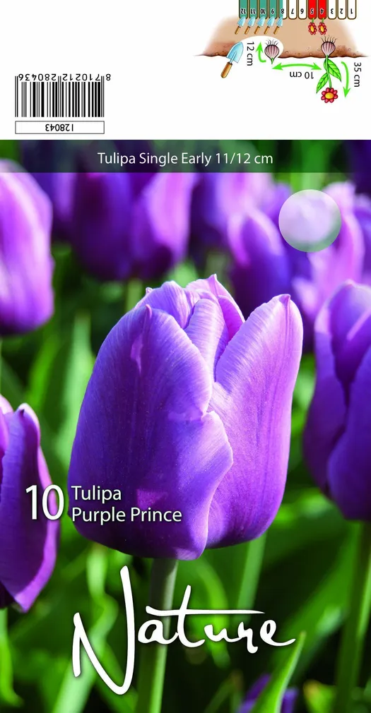 LILLESIBUL TULP SINGLE EARLY PURPLE PRINCE 10TK PAKIS