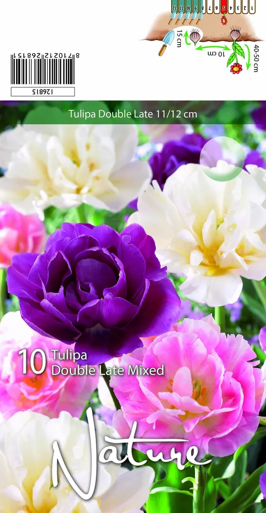 LILLESIBUL TULP DBL. LATE PAEONIFL. 10TK PAKIS
